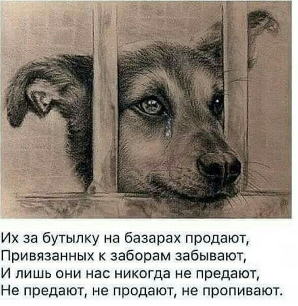 Их за бутылку на базарах продают Привязанных к заборам забывают И лишь они нас никогда не предают Не предают не продают не пропивают