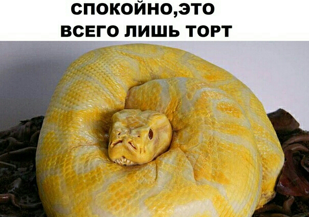 СПОКОЙНО3Т0 ВСЕГО ЛИШЬ ТОРТ