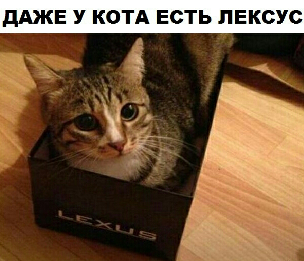 дАЖЕ У КОТА ЕСТЬ ЛЕКСУС