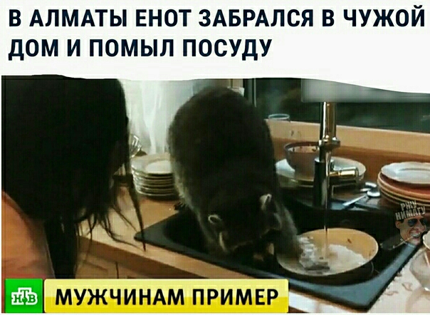 В АЛМАТЫ ЕНОТ ЗАБРАЛСЯ В ЧУЖОЙ ДОМ И ПОМЫЛ ПОСУДУ