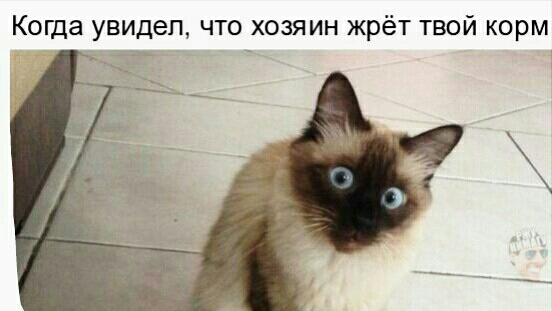 Когда увидеп что хозяин жрёт твой корм