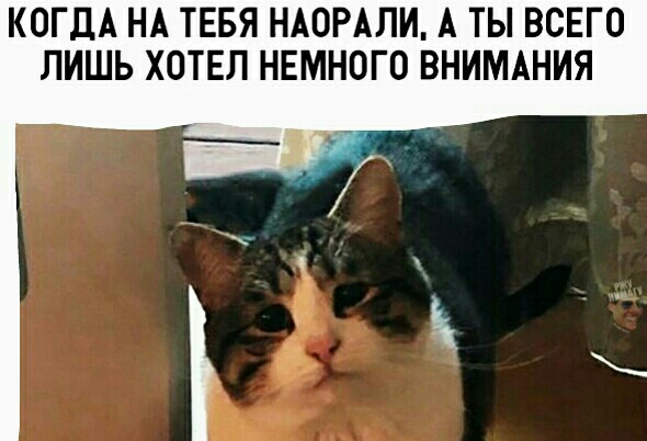 КОГДА НА ТЕБЯ НАОРАЛИ А ТЫ ВСЕГО ЛИШЬ ХОТЕЛ НЕМНОГО ВНИМАНИЯ