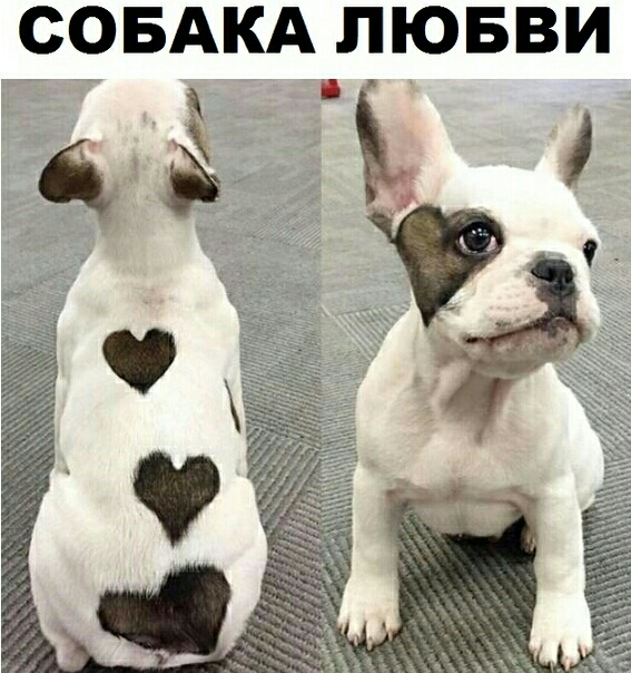СОБАКА ЛЮБВИ