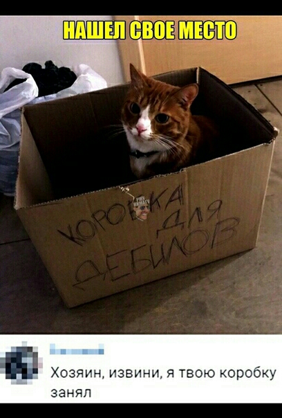 Хозяин извини я твою коробку занял