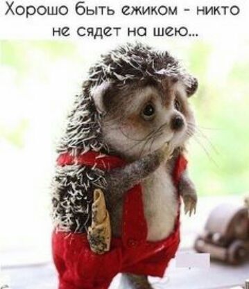Хорошо быть ежиком никто не сядет на шею