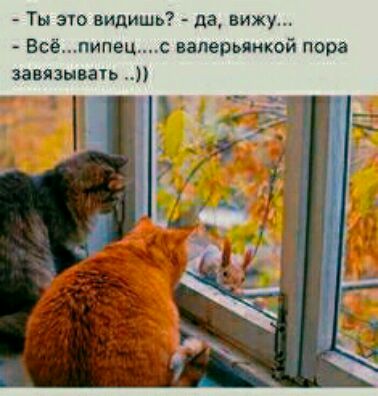 Ты это видишь да вижу Всёпипец вапепьянкой пора завязывачь