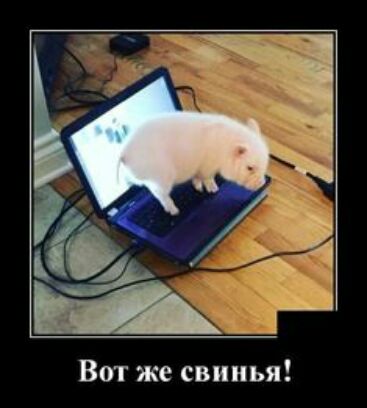 Вот же свинья