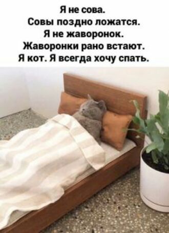 я не сон Свин поздно петя Я не жив Жавороици раю тают Я кот Я шп хочу пить