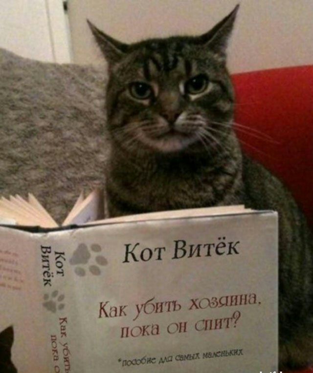 Кот Витёк Кхм убит хщдзшпш тн пн пт