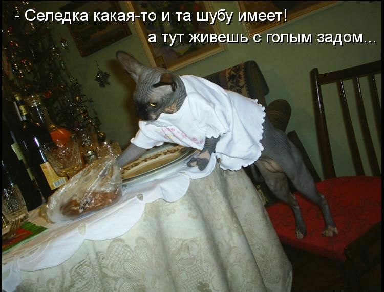 дСепедка какая то и та шубу имеет а тут живешь с голым задом