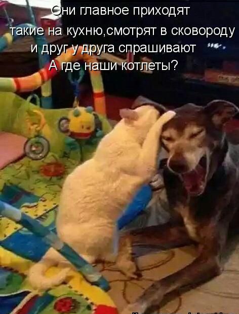 ни главное приходят а кухню смотрят в сковороду рЁуЁ дру спрашивают питты