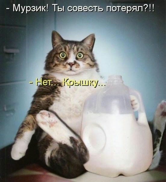 Мурзик Ты овтесь потеряп1