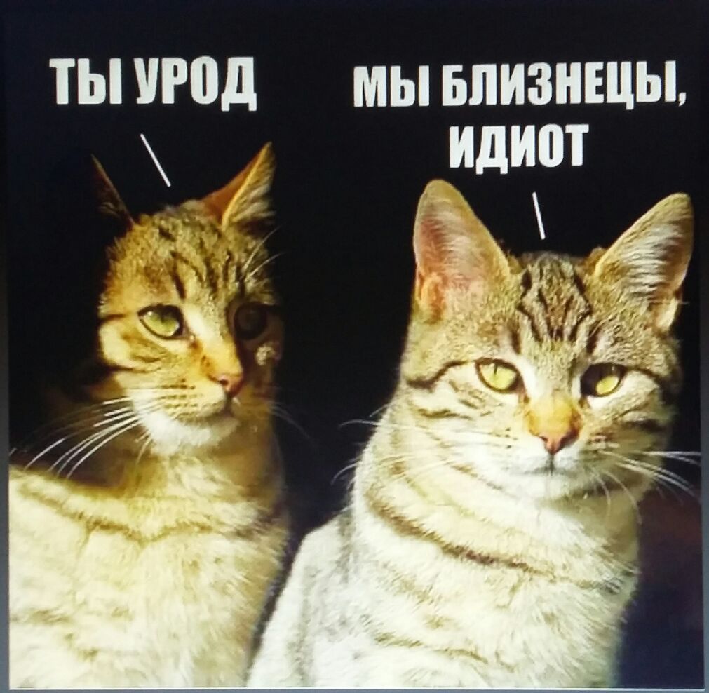 ты Рпд мы впизншы идиот д