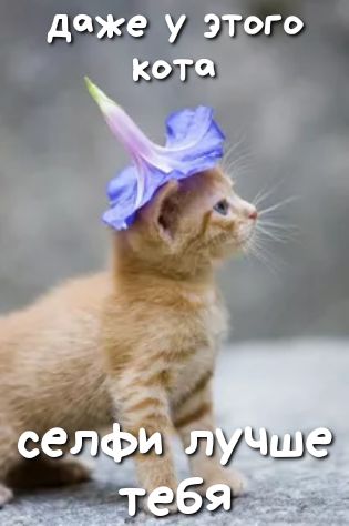 даже у этого КОТа