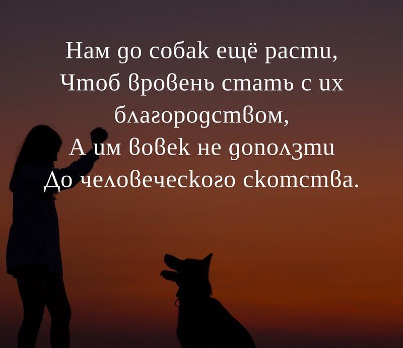 Нам 90 собак ещё расти Чтоб ВроВень стать с их бАагоро9сш80М А ЦМ 808е1 не 90П0А3Ш11 Ао чеАОВечесКого сКошсшВа