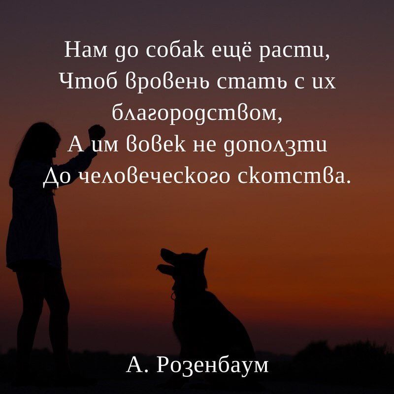 Нам 90 собак ещё расти Чтоб ВроВень стать с их бАагоро9сш80м А ЦМ 808е1 не 9ОПОАЗШЦ Ао чеАОВечесКого сйошсшВа А Розенбаум