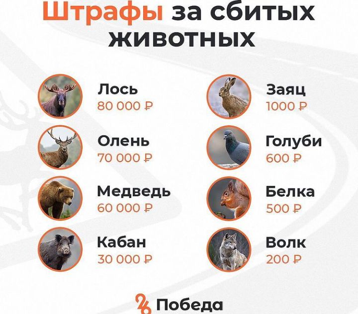 Штрафы за сбитых 0 ЖИВОТНЫХ Лось 800009 Олень 700009 Медведь 60000 Кабан 300009 ОФЭ Победа Заяц 1000 р Голуби 6009 Белка БООР Волк 2009