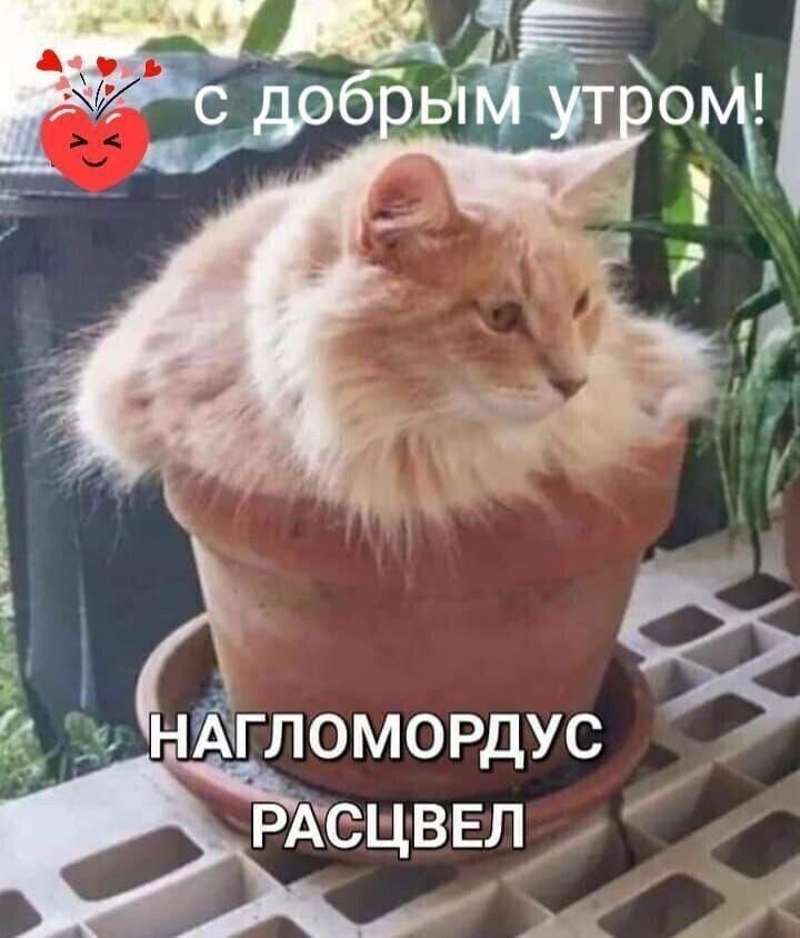 Е В 9 АНГЛОМОРДУС 1
