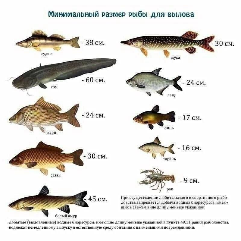 Минимальный тии Рыбы для вылов за за пси 15 за см 45 нгх _ _