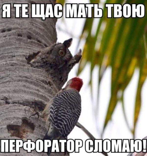 іі ТЕ Щіііі МАТЬ ТВПЮ 1 ііЕРФіііііТііі еппм АШ