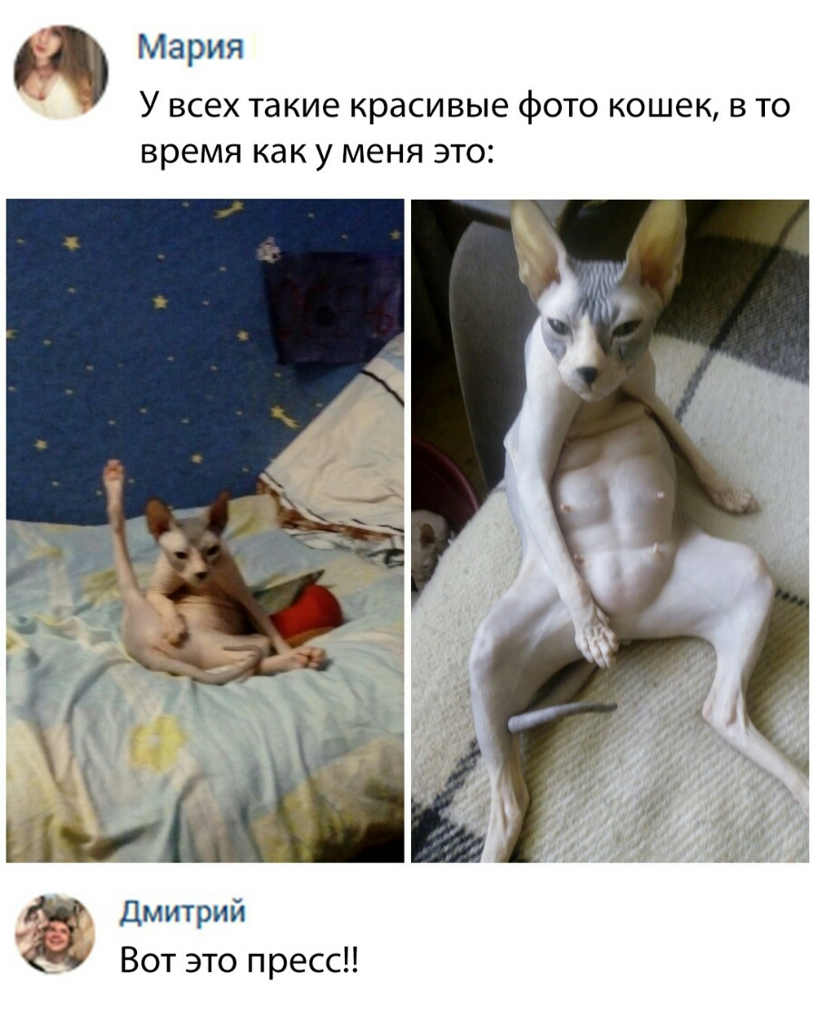 Мария У всех такие красивые фото кошек в то время КдК у МЕНЯ ЭТО Дмитрий Вот это пресс