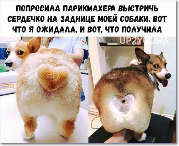 ПОПРОСИАА ПАРИКМАХЕЫ ВЫСТРИЧЬ СЕРДЕЧКО НА ЗААНИЦЕ МОЕЙ СОБАКИ ВОТ ЧТО Я ОЖИАААА И ВОТ ЧТО ПОАУЧИАА ПР