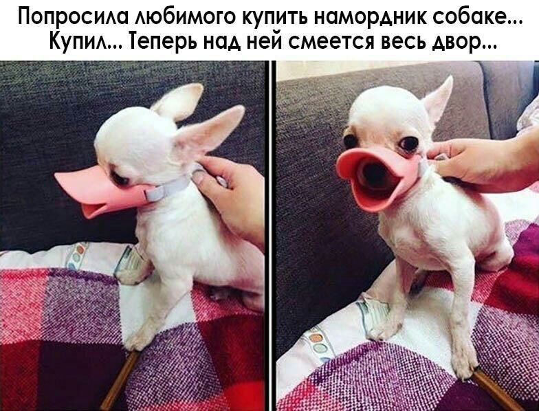 Попросим Аюбимого купить намордник собаке КуПИА Теперь над неи смеется весь двор