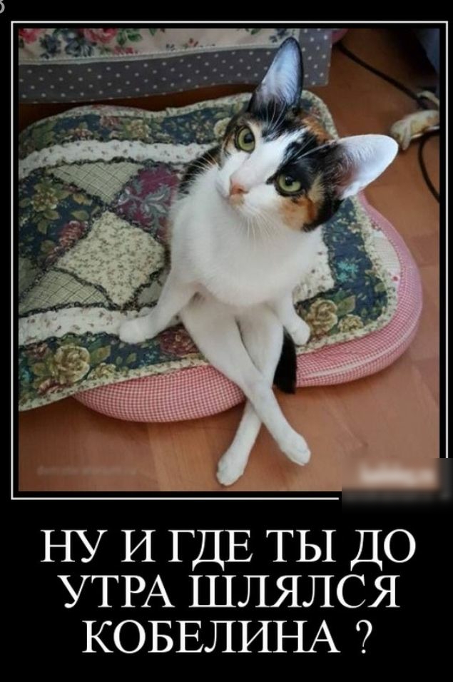 х и у _ ід НУ И ГДЕ ТЫ ДО УТРА ШЛЯЛСЯ КОБЕЛИНА