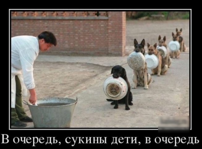 В очередь сукины дети в очередь