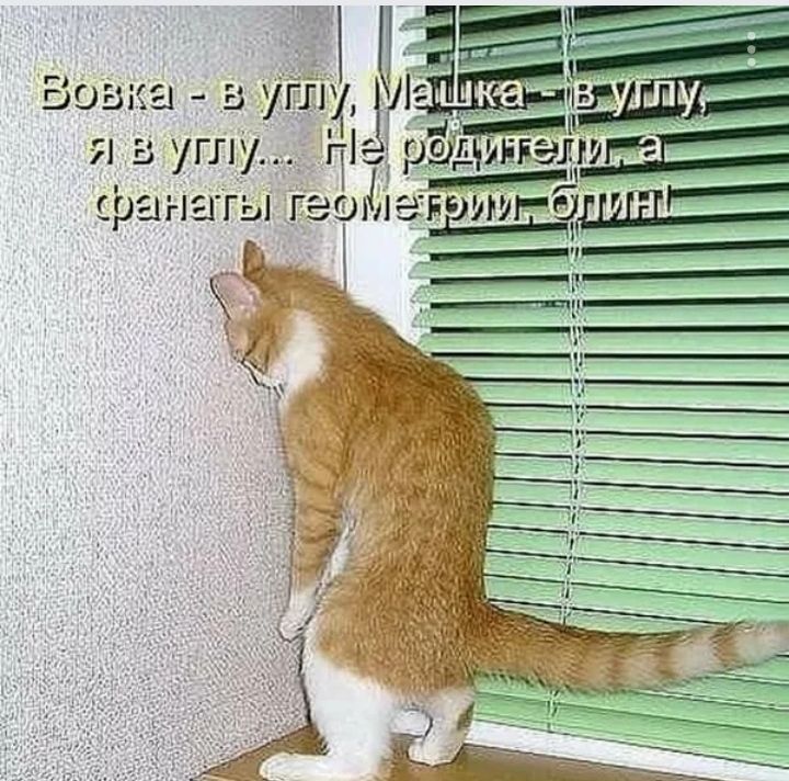 д шота 221 в углу гут 31 со