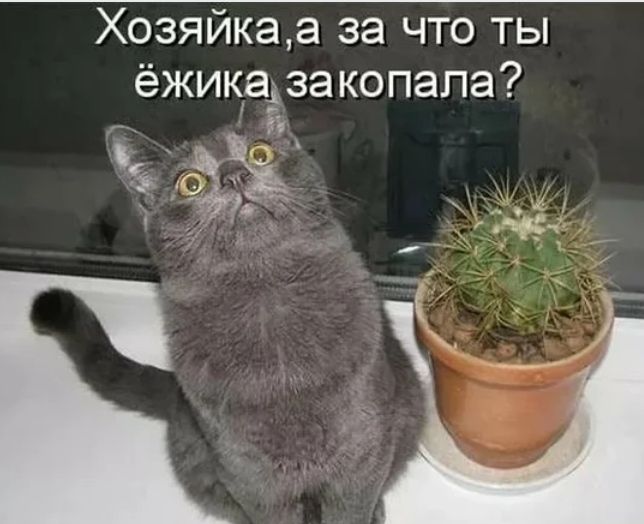 Хозяйкаа за что ты ёжикаэзакопапа