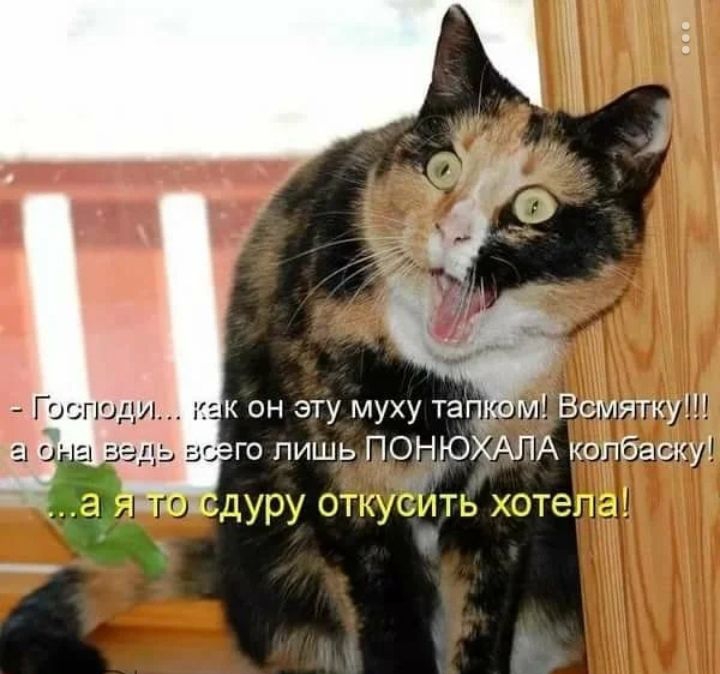 он эту муху тап_ м Всмятку го пишь ПОНЮХАЛА колбаску