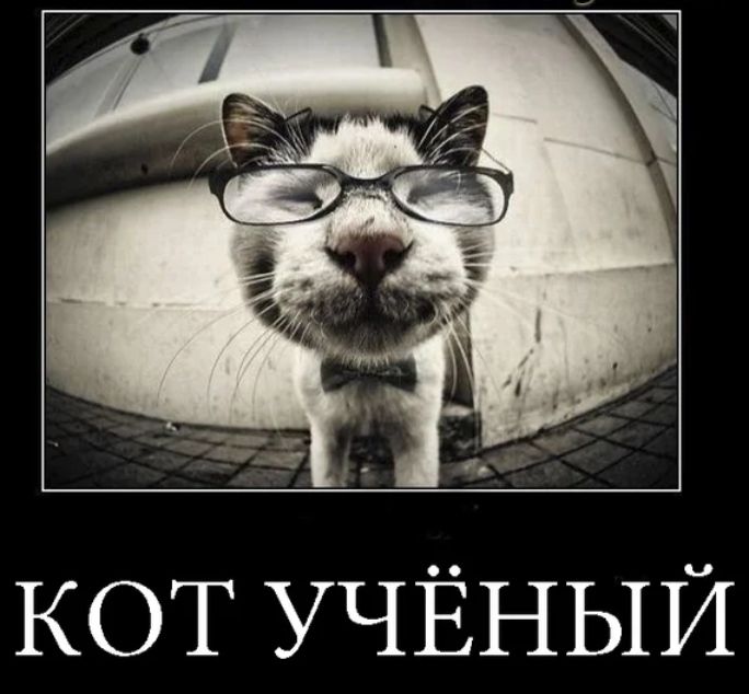 КОТ УЧЁНЫИ