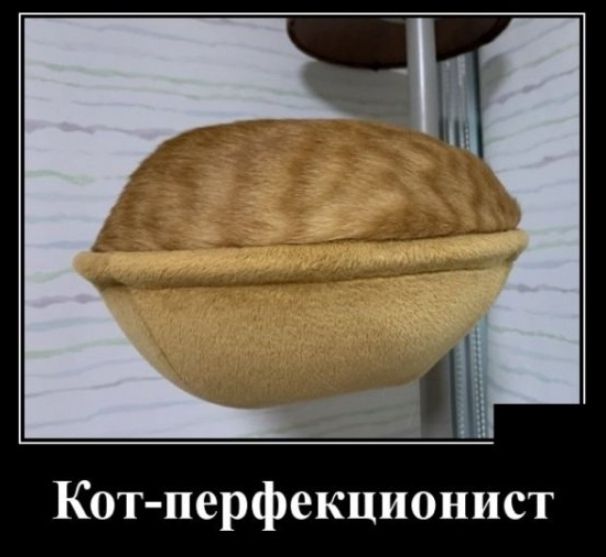 Кот перфекционист