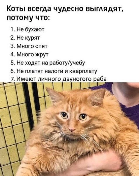 КОТЫ ВСЕГАЗ ЧУДЕСНО ВЫГЛЯДЯТ ПОТОМУ ЧТО 1 Не бухают 2 Не курят 3 Много спят 4 Много жрут 5 Не ходят на работуучебу 6 Не платят налоги и кварппату 7 Иімеют личного двчногою раба