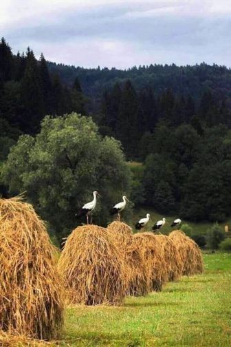 ін