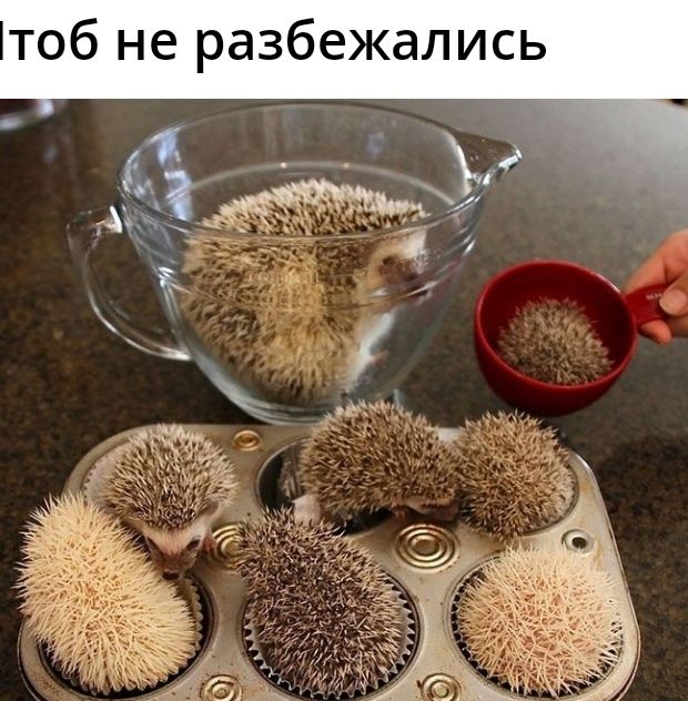 тоб не разбежались