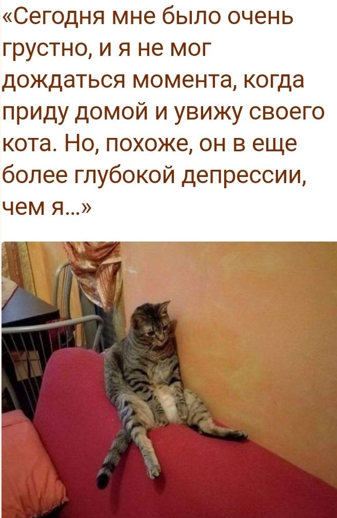 Сегодня мне было очень грустно и я не мог дождаться момента когда приду домой и увижу своего кота Но похоже он в еще более глубокой депрессии чем я
