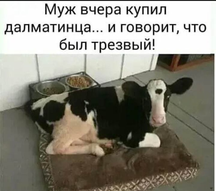 Муж вчера купил далматинца и говорит что был трезвый