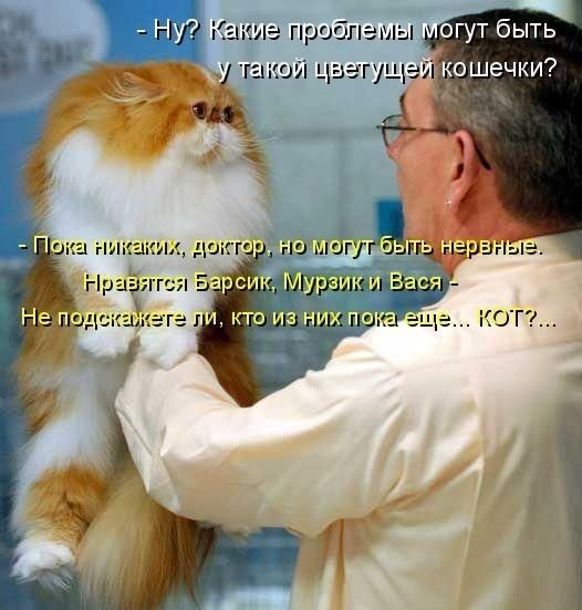 Ёышй дегу и ко шечки