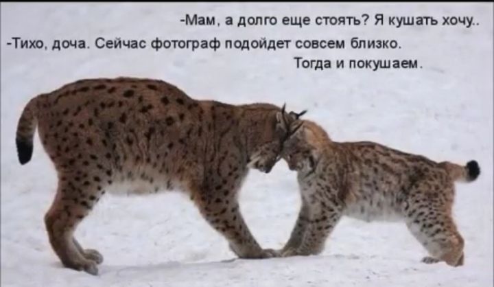 Маи а долго еще стоять Я кушать хоч Тиео доча Сейчас фотограф подойдет совсем близко Тогда и покушаем