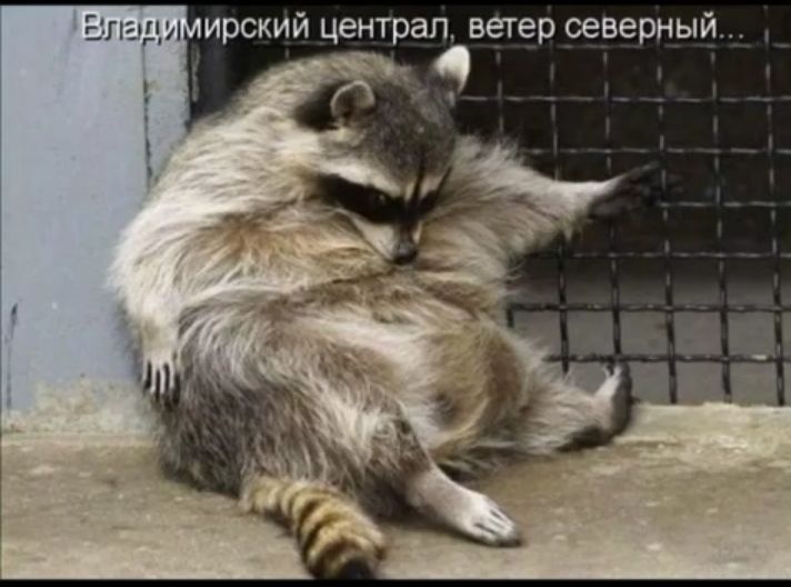 пыд и ирский централ ветер северный
