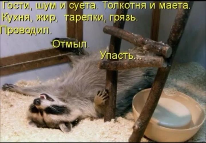 Гости шум и су Та коді хя и маета Кухни тир Праэадил