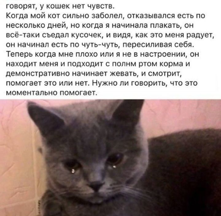 говорят у кошек нет чувств Когда мой кот сильно заболел отказывался есть по несколько дней но когда начинала плакать он всётаки съедап кусочек и видя как это меня радует он начинал есть по чутьчуть пересипивая себя Теперь когда мне плохо или я не в настроении он находит меня и подходит с полнм ртом корма и демонстративно начинает жевать и смотрит помогает это или нет Нужно ли говорить что это моме