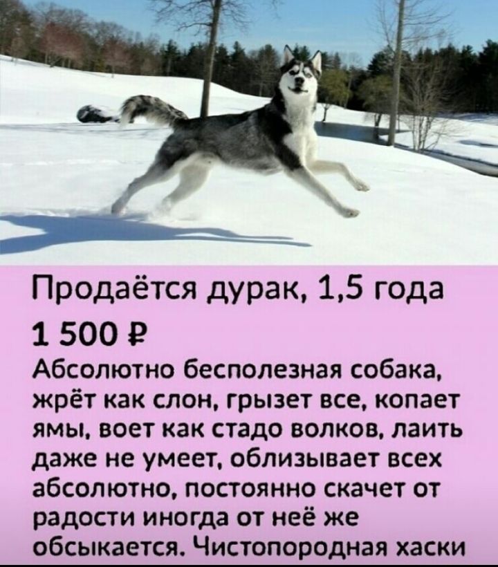Продаётся дурак 15 года 1 500 Абсолютно бесполезная собака жрёт как слон грызет все копает ямы воет как стадо волков лаить даже не умеет облизывает всех абсолютно постоянно скачет от радости иногда от неё же обсыкается Чистопородная хаски