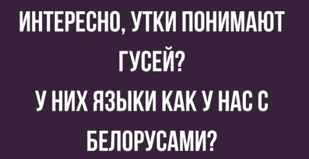 ИНТЕРЕСНО УТКИ ПОНИМАЮТ ГУСЕЙ У НИХ ЯЗЫКИ КАК У НАСО БЕЛПРУСАМИ