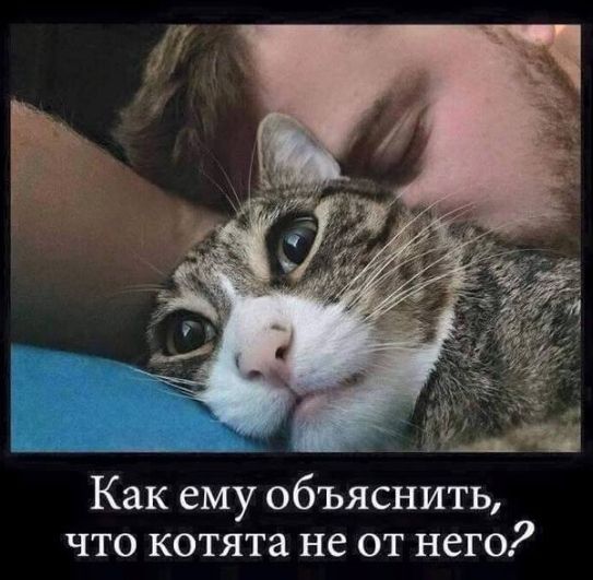 Как ему объяснить что котята не от него