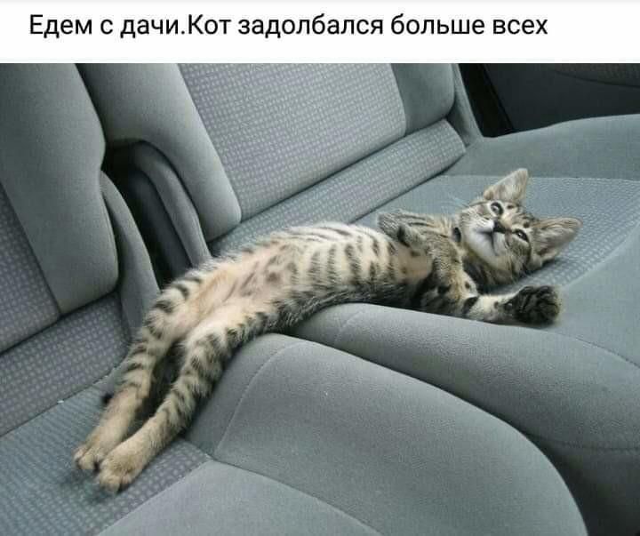 Едем с дачиКот задолбался больше всех