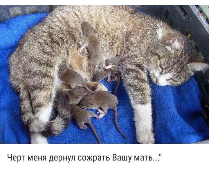 Черт меня дернул сожрать Вашу мать