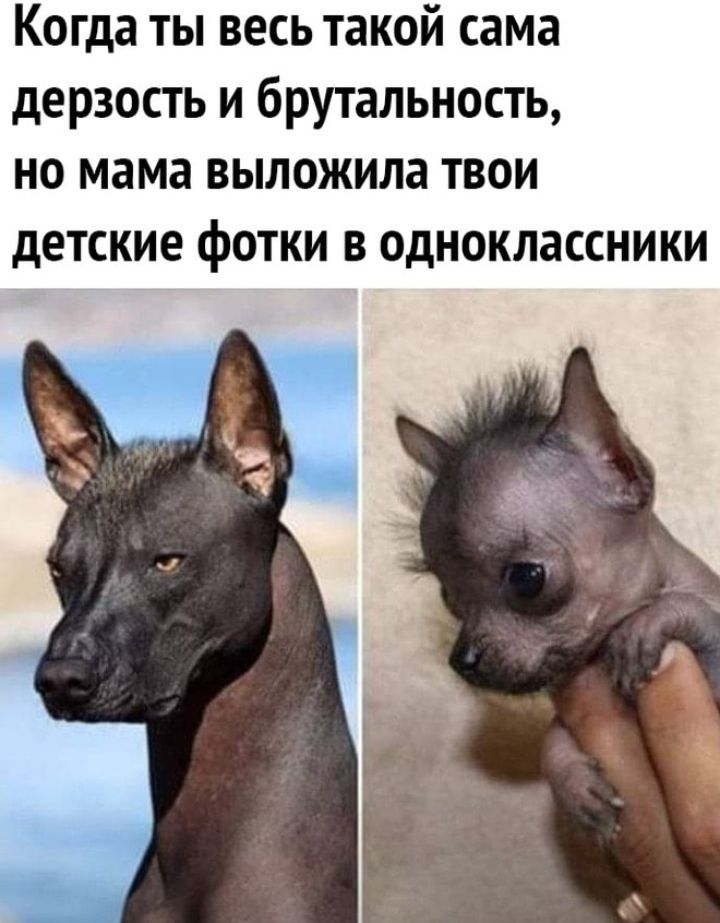 Когда ты весь такой сама дерзость и брутальность но мама выложила твои дЕТСКИЕ фОТКИ В ОДНОКЛЗССНИКИ